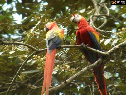 Araras - Fillo Guzm�n (5)